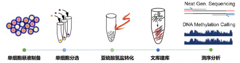 scWGBS 實驗流程圖