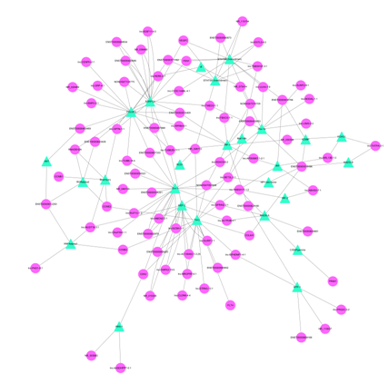 圖中節(jié)點的大小表示的是基因的 degree