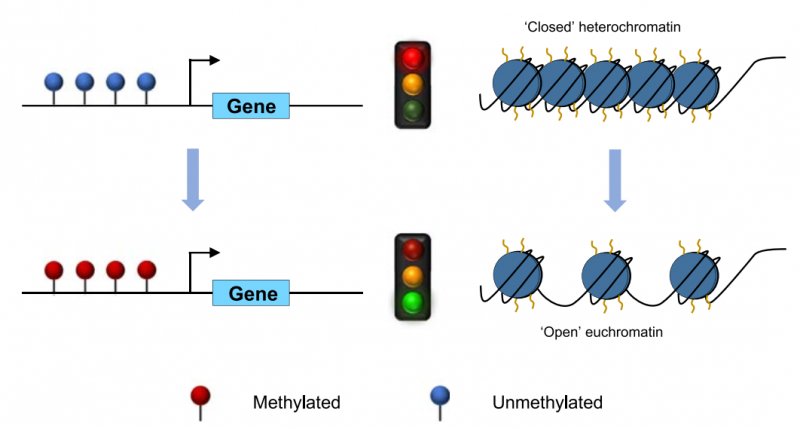  啟動子 DNA 高甲基化促進基因轉(zhuǎn)錄圖 
