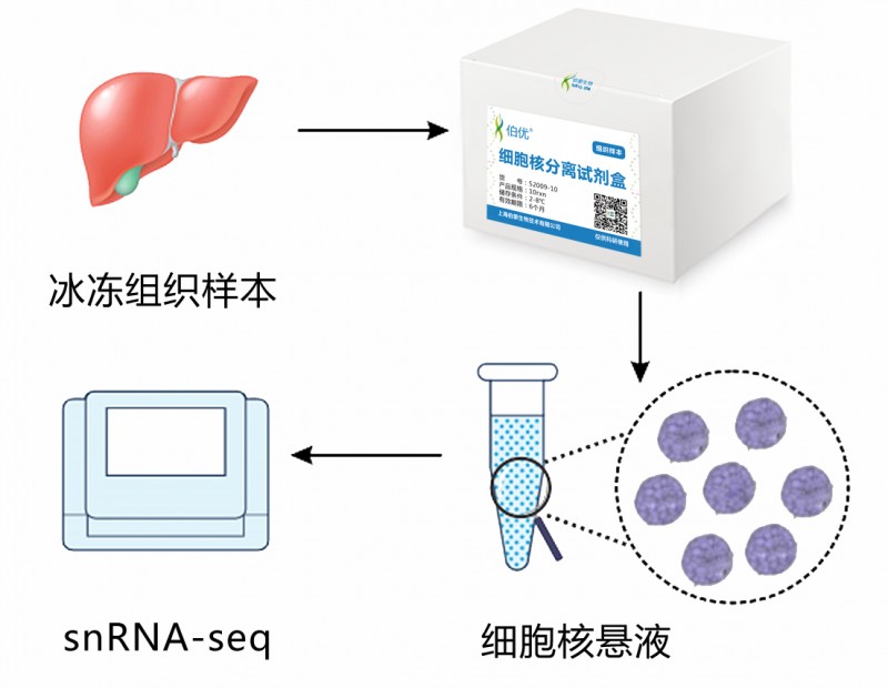 伯豪生物單細(xì)胞核轉(zhuǎn)錄組測序科研流程圖