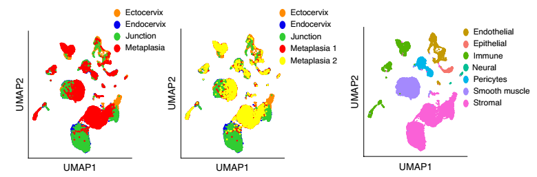 健康小鼠宮頸外，宮頸內，過渡區(qū)和 VA 缺乏引起的鱗狀化生的 scRNA-seq
