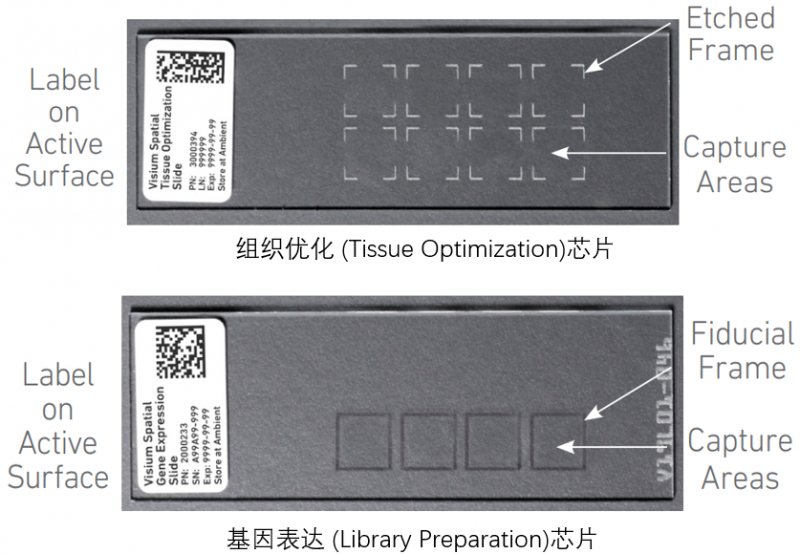 10X 空間轉(zhuǎn)錄組測序兩種芯片