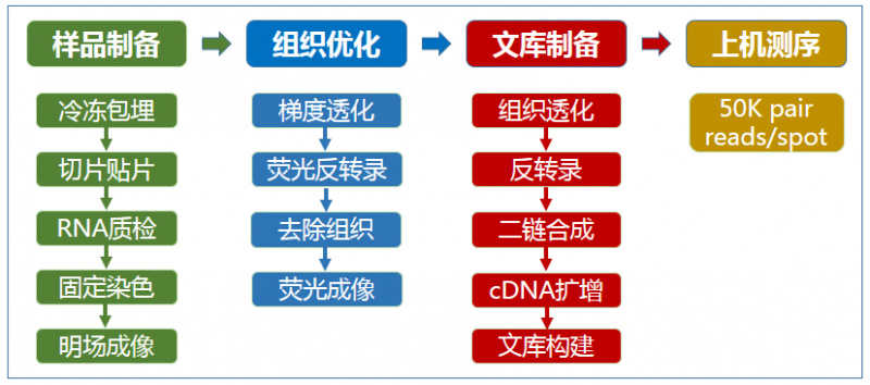 空間轉(zhuǎn)錄組測序?qū)嶒?yàn)流程
