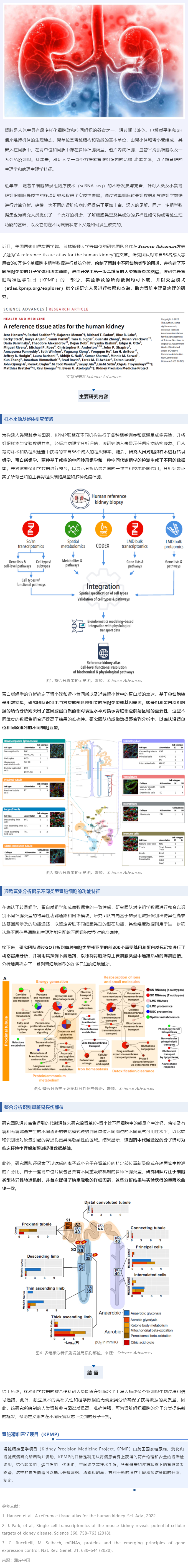Sci Adv _ 基于 8 萬(wàn) + 單細(xì)胞多組學(xué)數(shù)據(jù)成功繪制第一版高精度人類腎臟參考圖譜