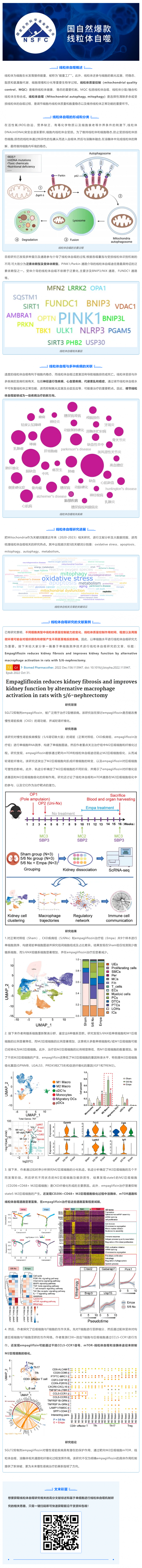 國自然爆款_一文吃透線粒體自噬機制和研究思路，趕緊收藏！